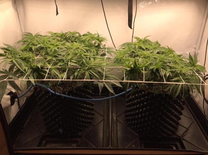 Super Lemon Haze. Week 4