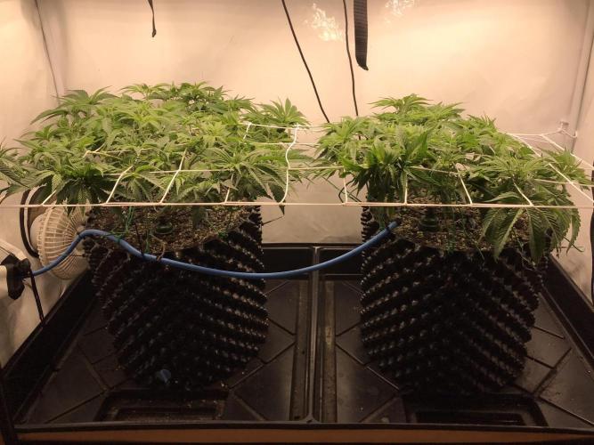 Super Lemon Haze. Week 4