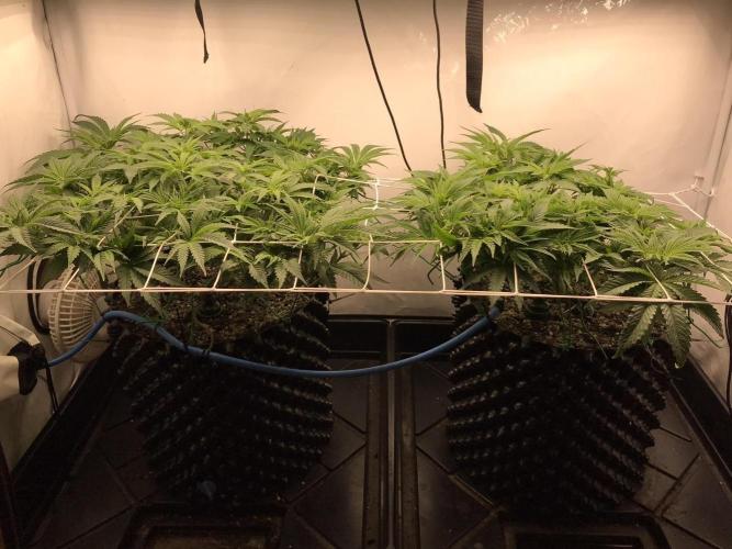 Super Lemon Haze. Week 4