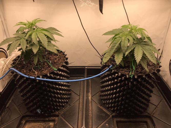 Super Lemon Haze. Week 3