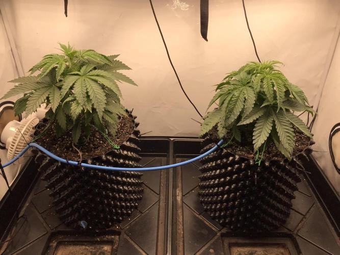 Super Lemon Haze. Week 3