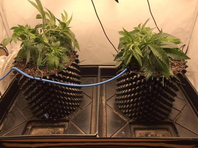Super Lemon Haze. Week 3