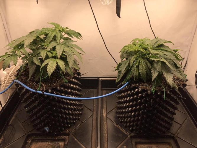Super Lemon Haze. Week 3