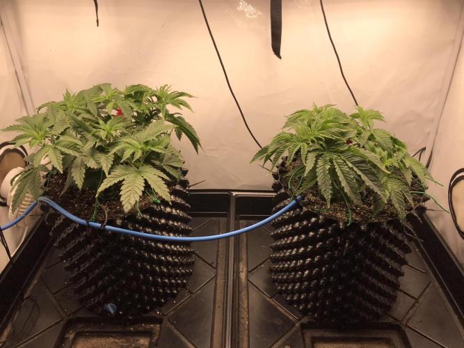 Super Lemon Haze. Week 3