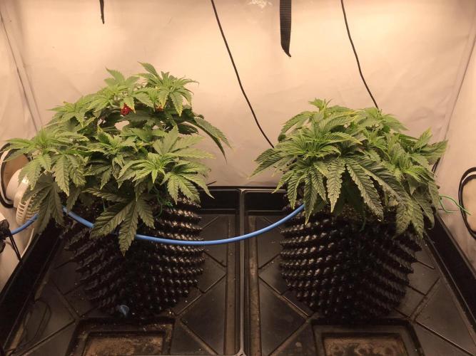 Super Lemon Haze. Week 3