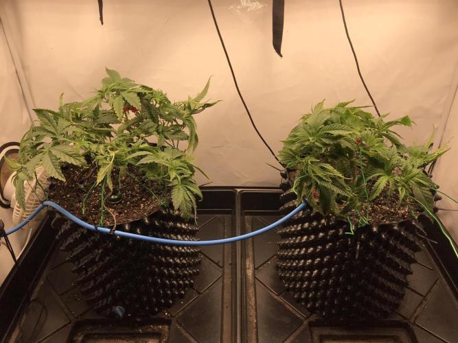 Super Lemon Haze. Week 3