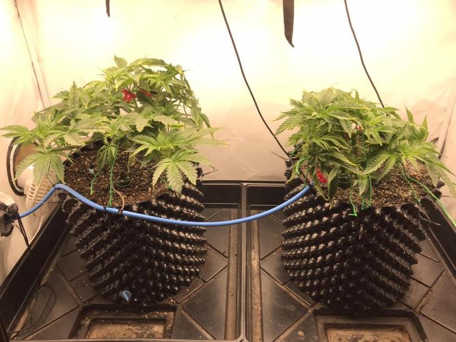 Super Lemon Haze. Week 3