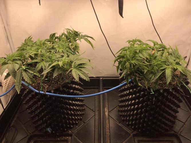 Super Lemon Haze. Week 3