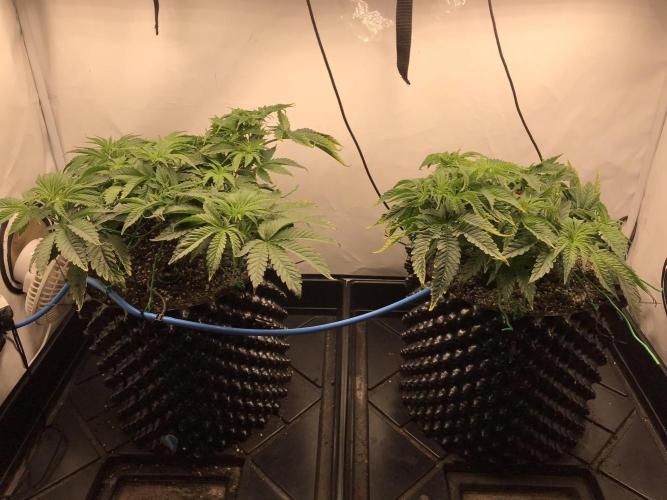 Super Lemon Haze. Week 3