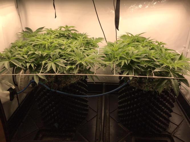Super Lemon Haze. Week 5