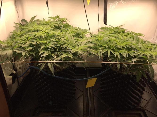 Super Lemon Haze. Week 5
