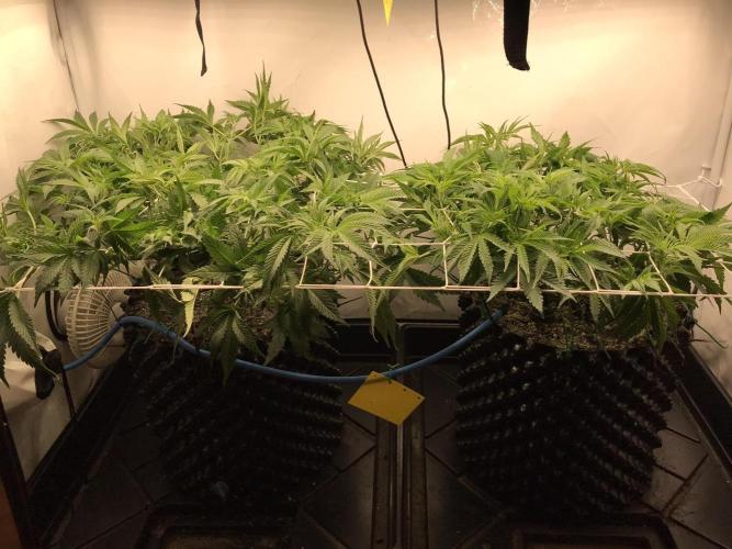 Super Lemon Haze. Week 5