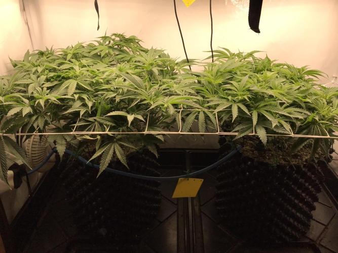 Super Lemon Haze. Week 5