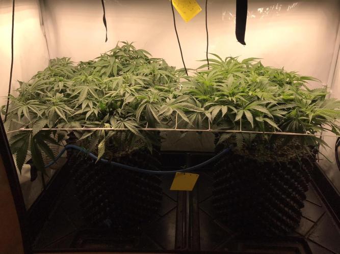 Super Lemon Haze. Week 5