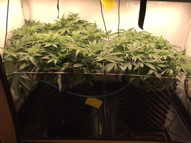 Super Lemon Haze. Week 5