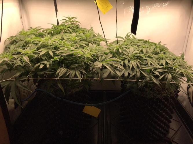 Super Lemon Haze. Week 5