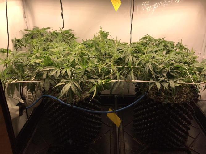 Super Lemon Haze. Week 5