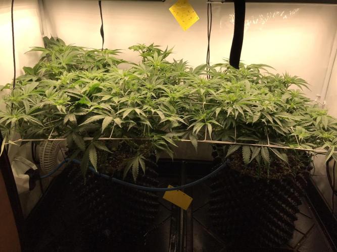 Super Lemon Haze. Week 5