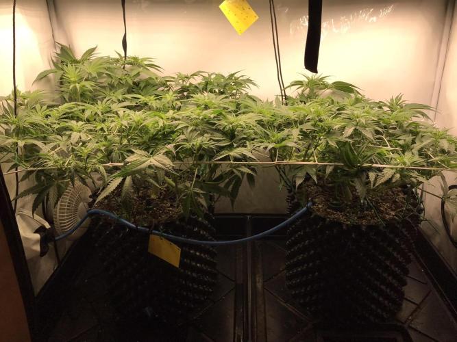Super Lemon Haze. Week 6