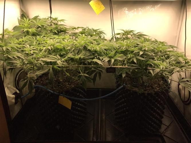 Super Lemon Haze. Week 6
