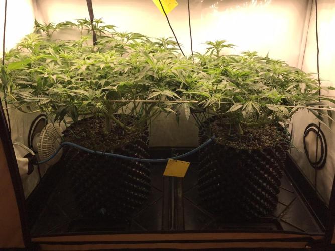 Super Lemon Haze. Week 6