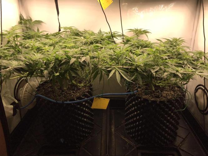 Super Lemon Haze. Week 6