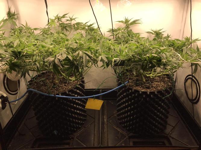 Super Lemon Haze. Week 6