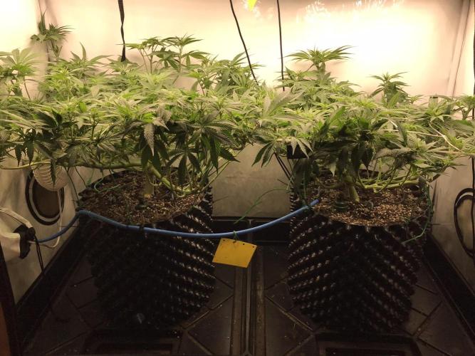 Super Lemon Haze. Week 6