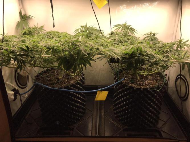 Super Lemon Haze. Week 6