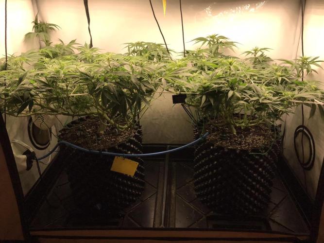 Super Lemon Haze. Week 6