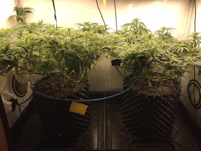 Super Lemon Haze. Week 6