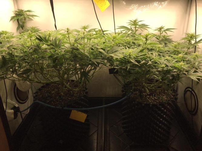 Super Lemon Haze. Week 8