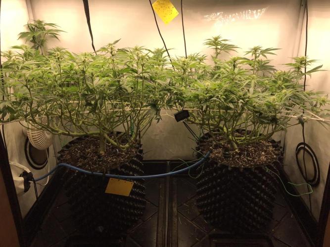 Super Lemon Haze. Week 8
