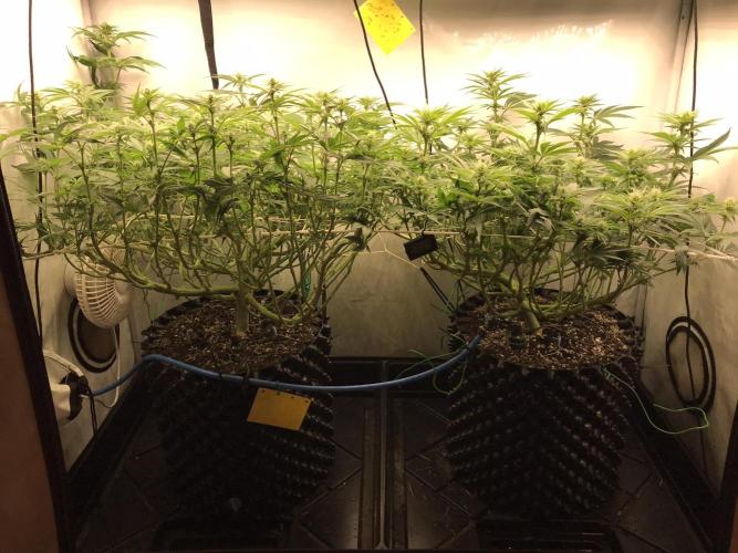 Super Lemon Haze. Week 8