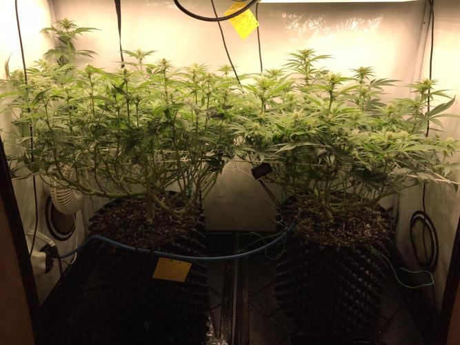 Super Lemon Haze. Week 8