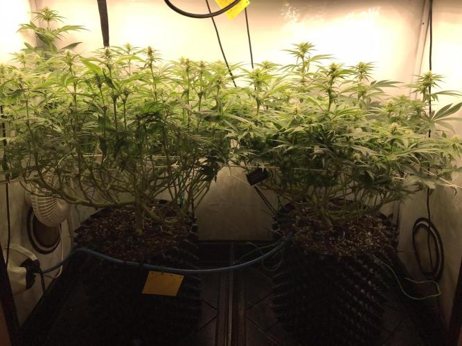 Super Lemon Haze. Week 8