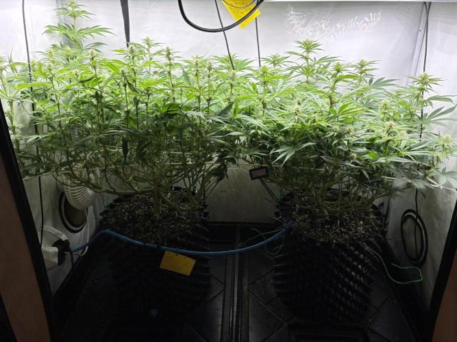 Super Lemon Haze. Week 8