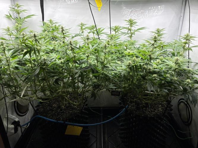 Super Lemon Haze. Week 8