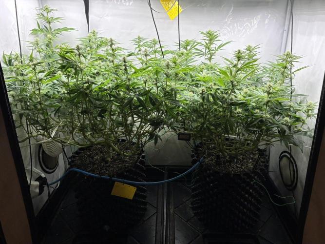 Super Lemon Haze. Week 8