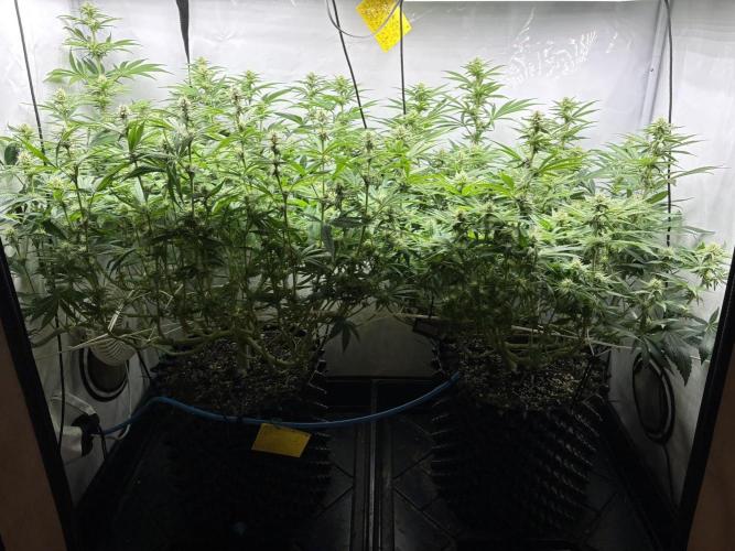 Super Lemon Haze. Week 9