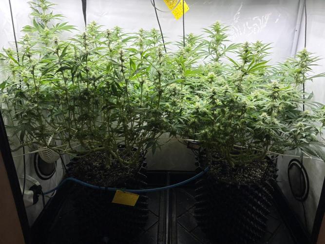 Super Lemon Haze. Week 9