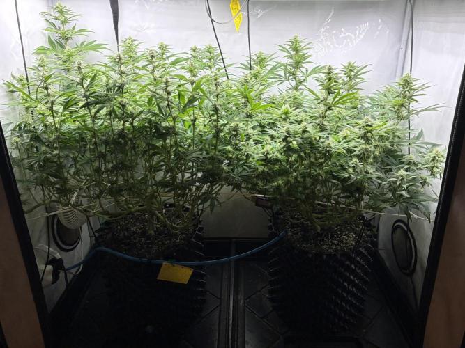 Super Lemon Haze. Week 9