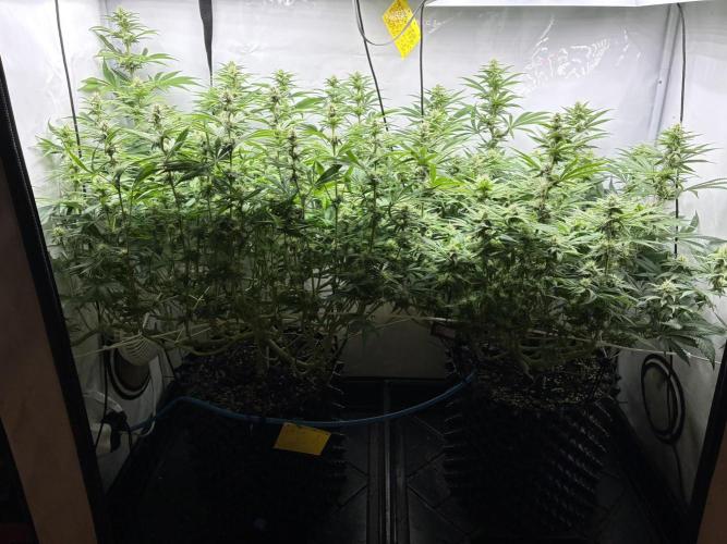 Super Lemon Haze. Week 9