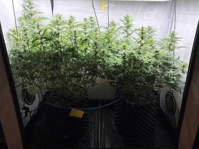 Super Lemon Haze. Week 9