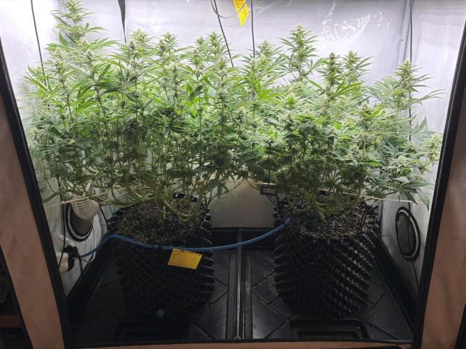 Super Lemon Haze. Week 9
