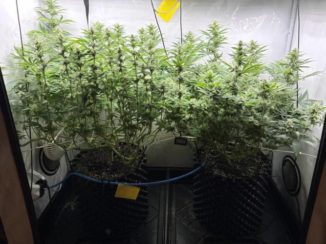 Super Lemon Haze. Week 9