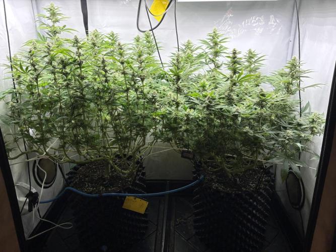 Super Lemon Haze. Week 10
