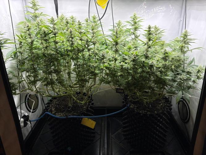 Super Lemon Haze. Week 10