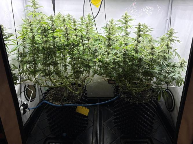 Super Lemon Haze. Week 10