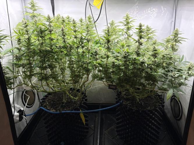 Super Lemon Haze. Week 10